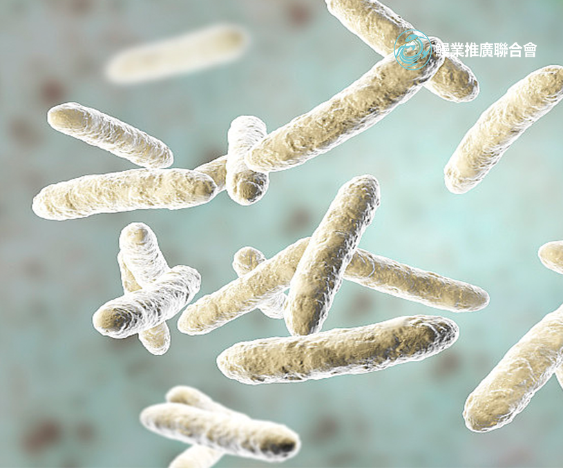 全球鰻業(yè)推廣聯(lián)合會(huì)香港企業(yè)官網(wǎng)開發(fā)建設(shè)制作案例